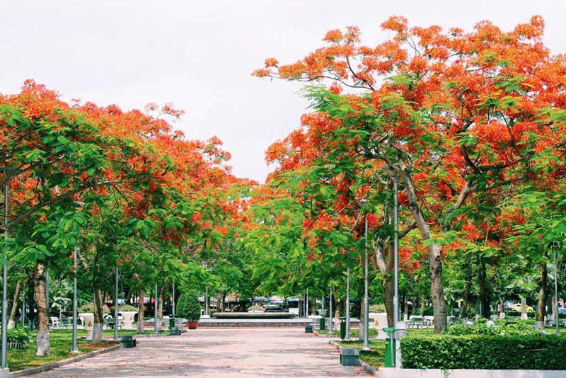 Hải Phòng – thành phố hoa phượng đỏ