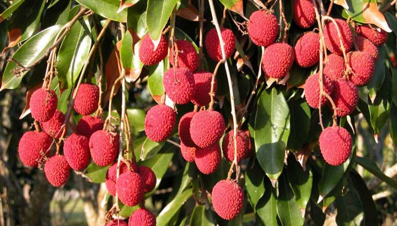Trung tâm du học Hàn Quốc tại Hải Dương Trung tâm du học Hàn Quốc tại Hải Dương