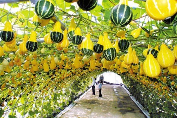 Du học Hàn Quốc ngành nông nghiệp